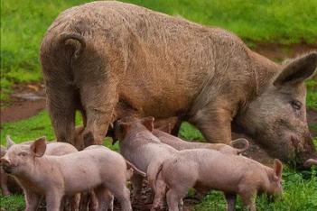 野猪养殖技术资料有哪些,3万元的野猪养殖技术