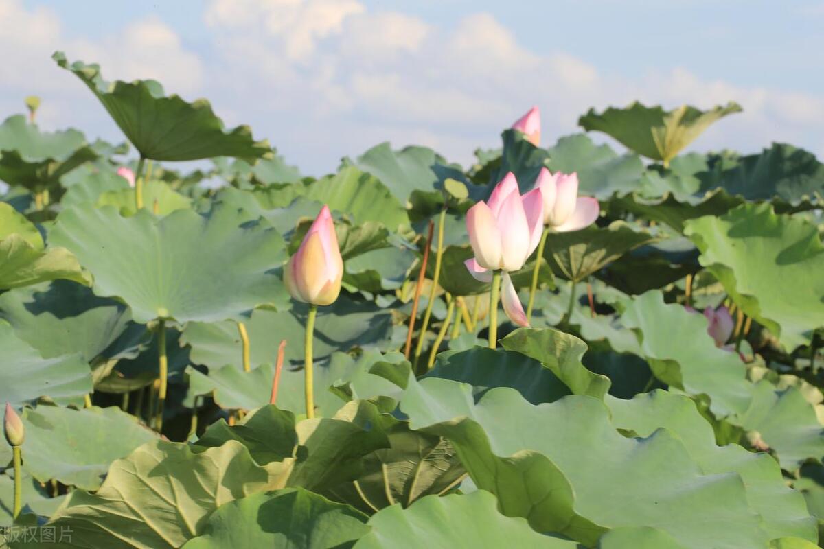 鹤山古劳水乡自由行,鹤山自由行攻略