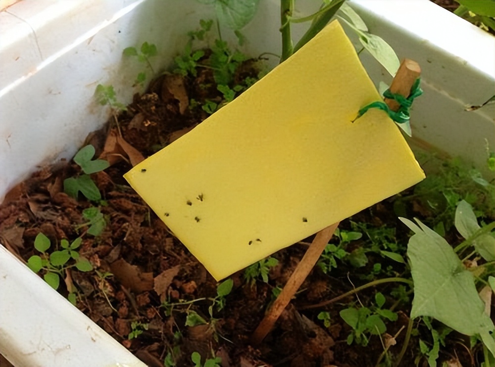 室内养花除虫小妙招,养花生虫最好的方法