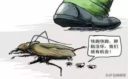 蟑螂的外号小强,蟑螂为什么不能踩死它