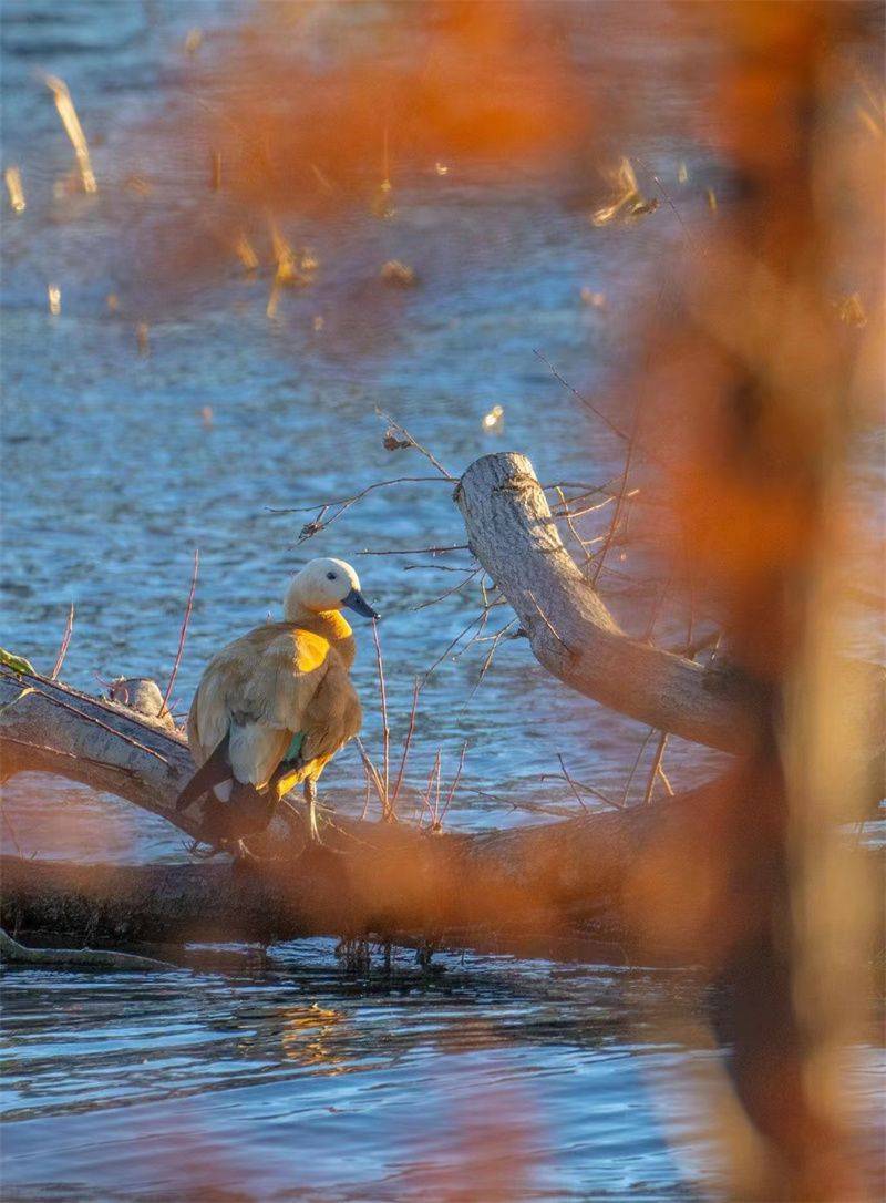 大理开启大理之旅,冬季的大理适合旅游吗