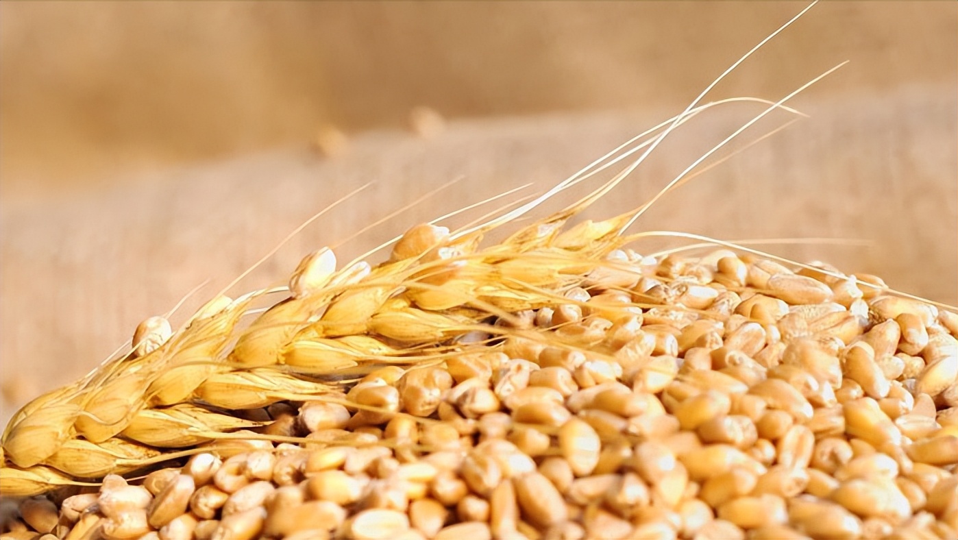 大麦纤维素的特征,研究小麦在人体的化学反应