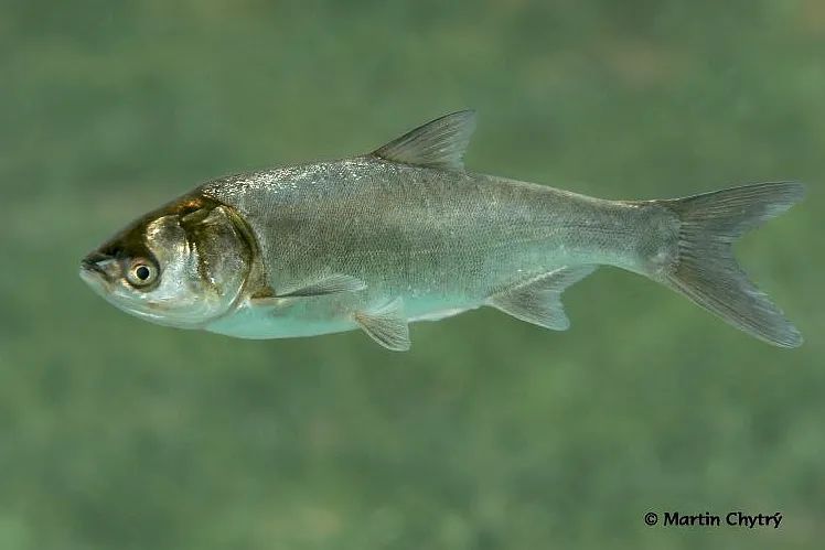 黑龙江三花五罗十八子图片,黑龙江名鱼三花五罗