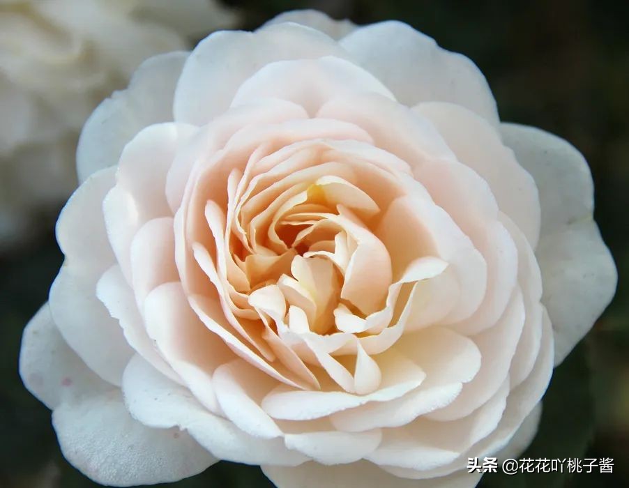 2019月季新品种金奖,超新品月季有哪些品种