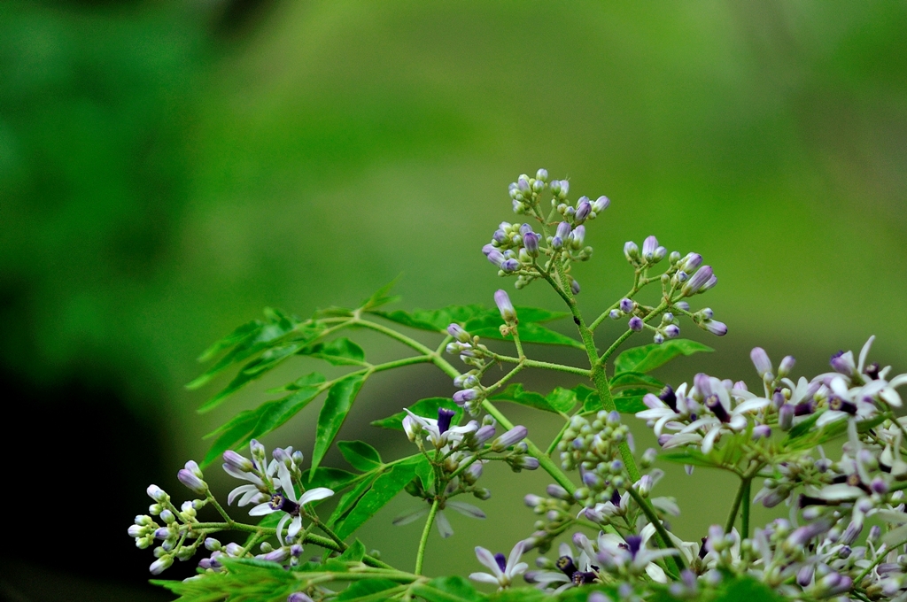 视觉盛宴五种赏花名花供您选择,春天十种最美的花介绍