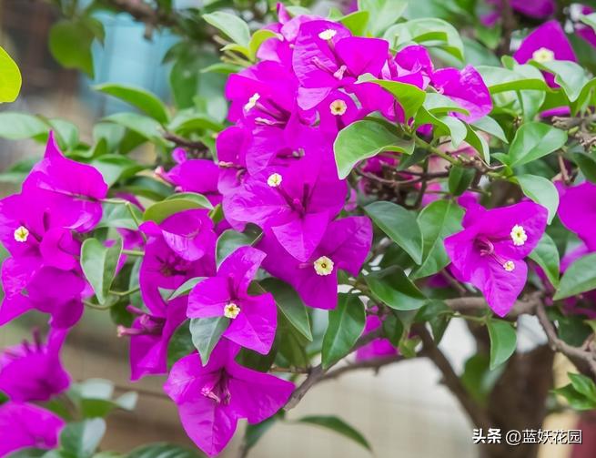 夏季开花的兰花品种有哪些,最适合室内养的8种开花植物