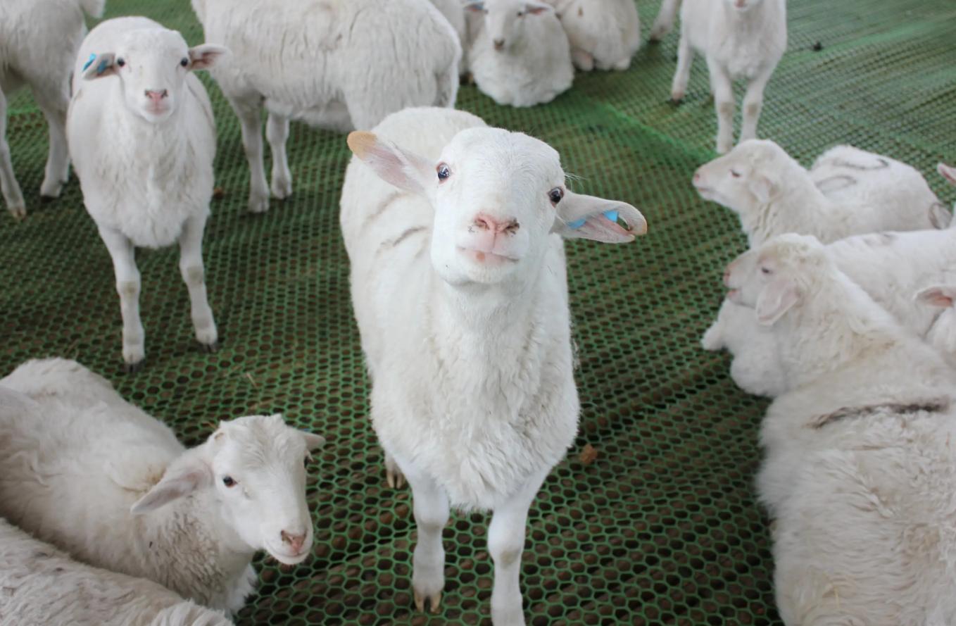 人气美食古法烤全羊,阿塞拜疆烤全羊美食