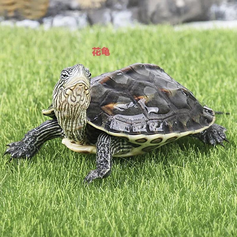 新手养什么龟最合适最便宜,新手建议养什么龟才好