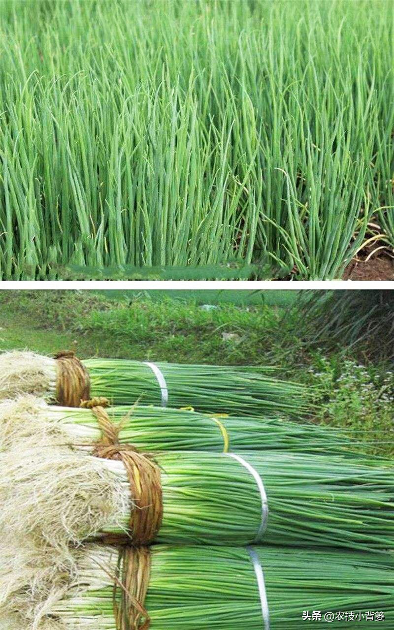 小香葱的种植方法与时间,小香葱播种多久可以采收
