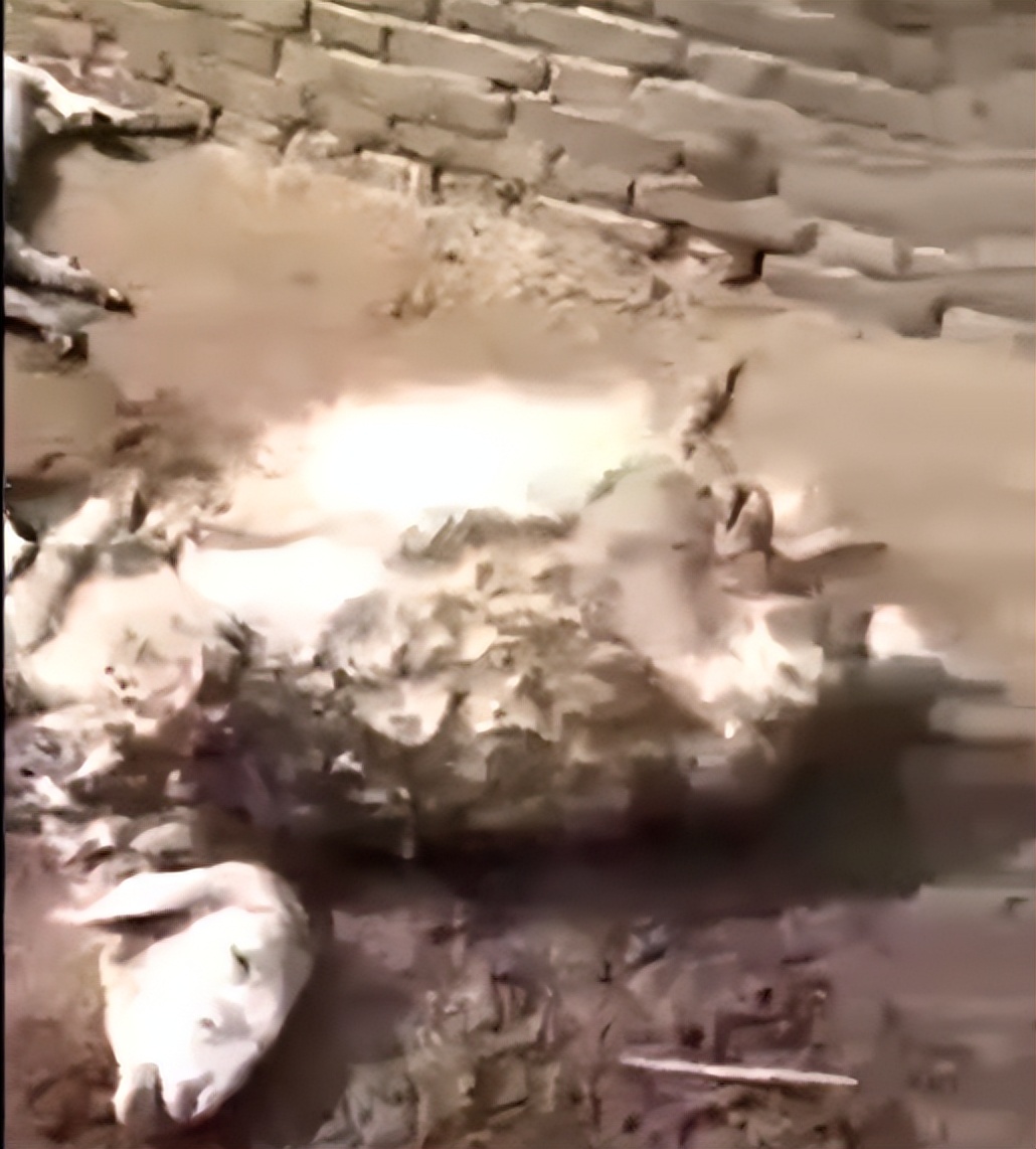 狼青犬咬死三只狗,4条狼青犬咬死数十只羊