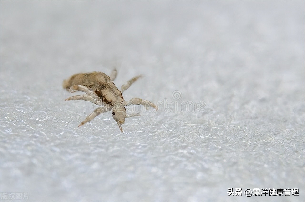 阴虱是什么？为什么有人“莫名其妙”染上了？3个传播途径要知道