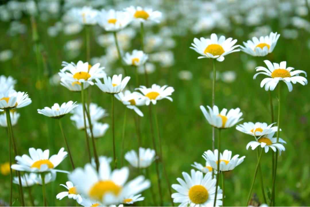 梁思成和林徽因孩子现在情况,林徽因和梁思成在学习的过程中