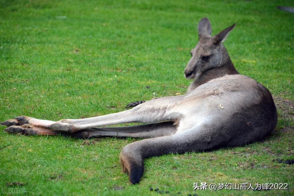 有袋类动物分布在哪里,有袋类动物发展史