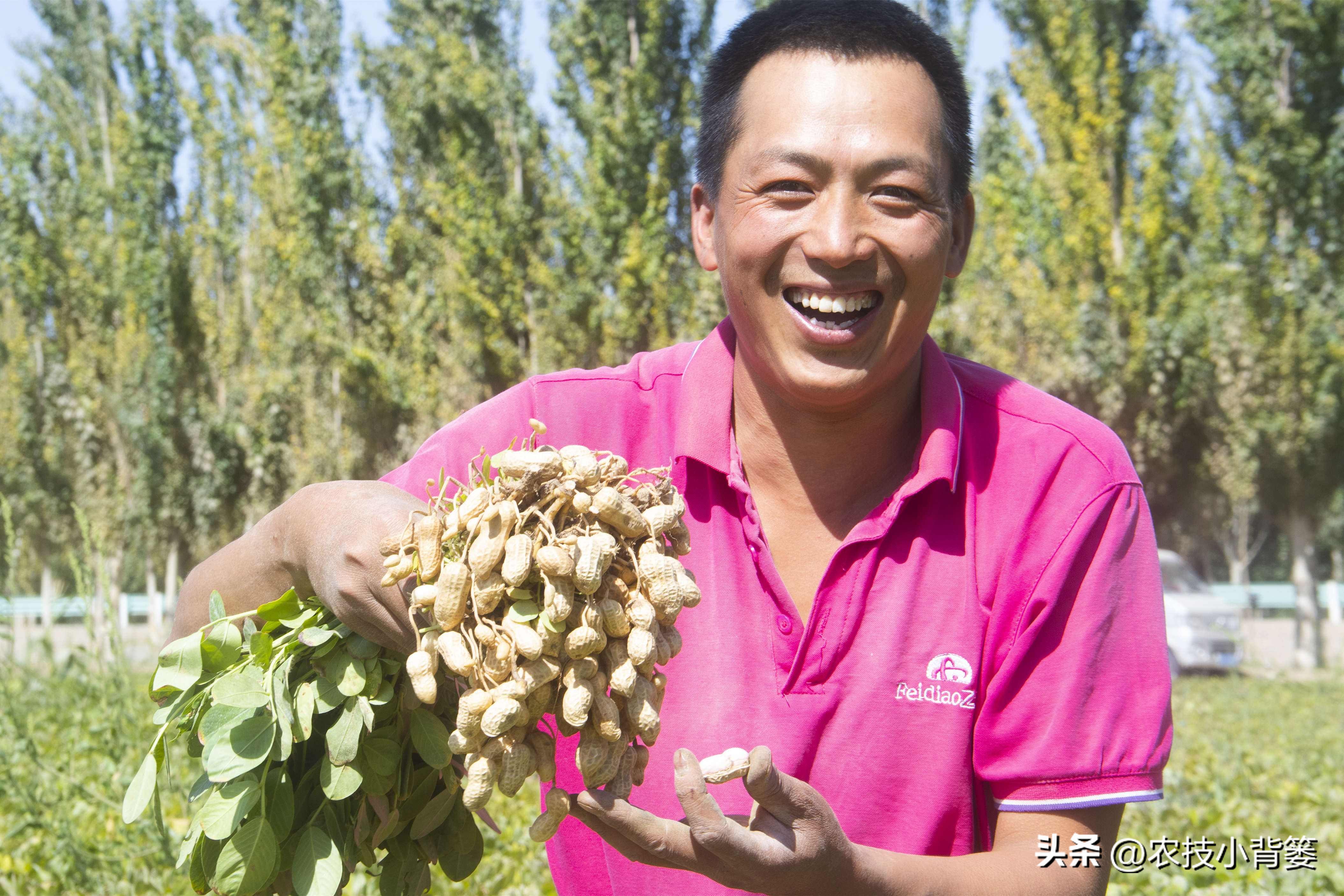 怎样解决花生空壳问题,花生空壳原因及防治方法