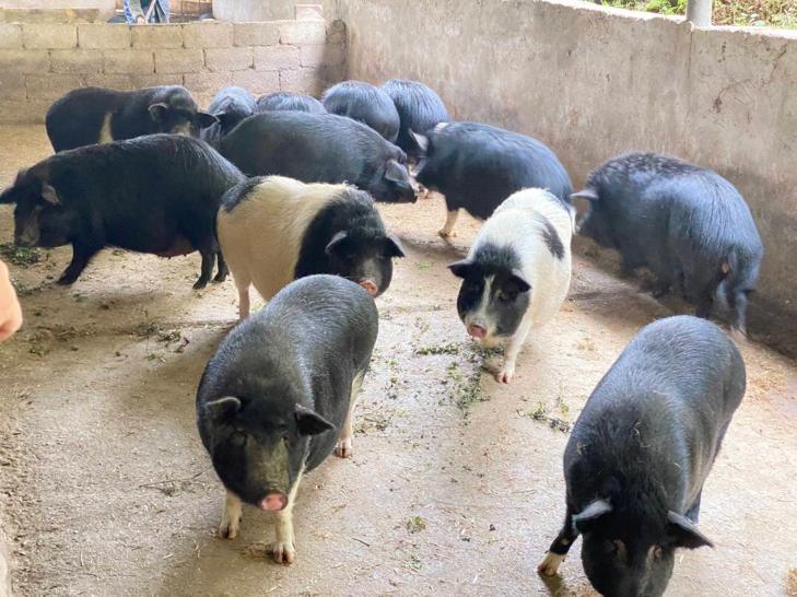 巴马香猪现状如何,巴马香猪现状