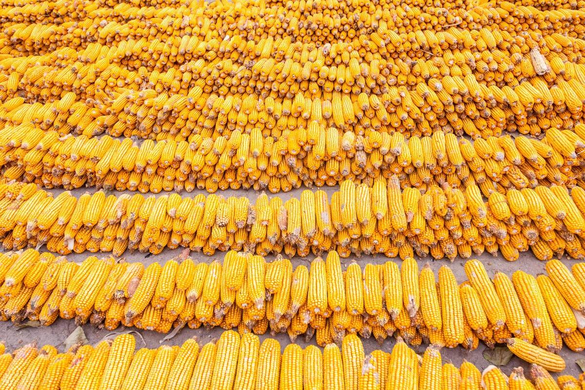 中国玉米市场走向明确,玉米市场迎来转机