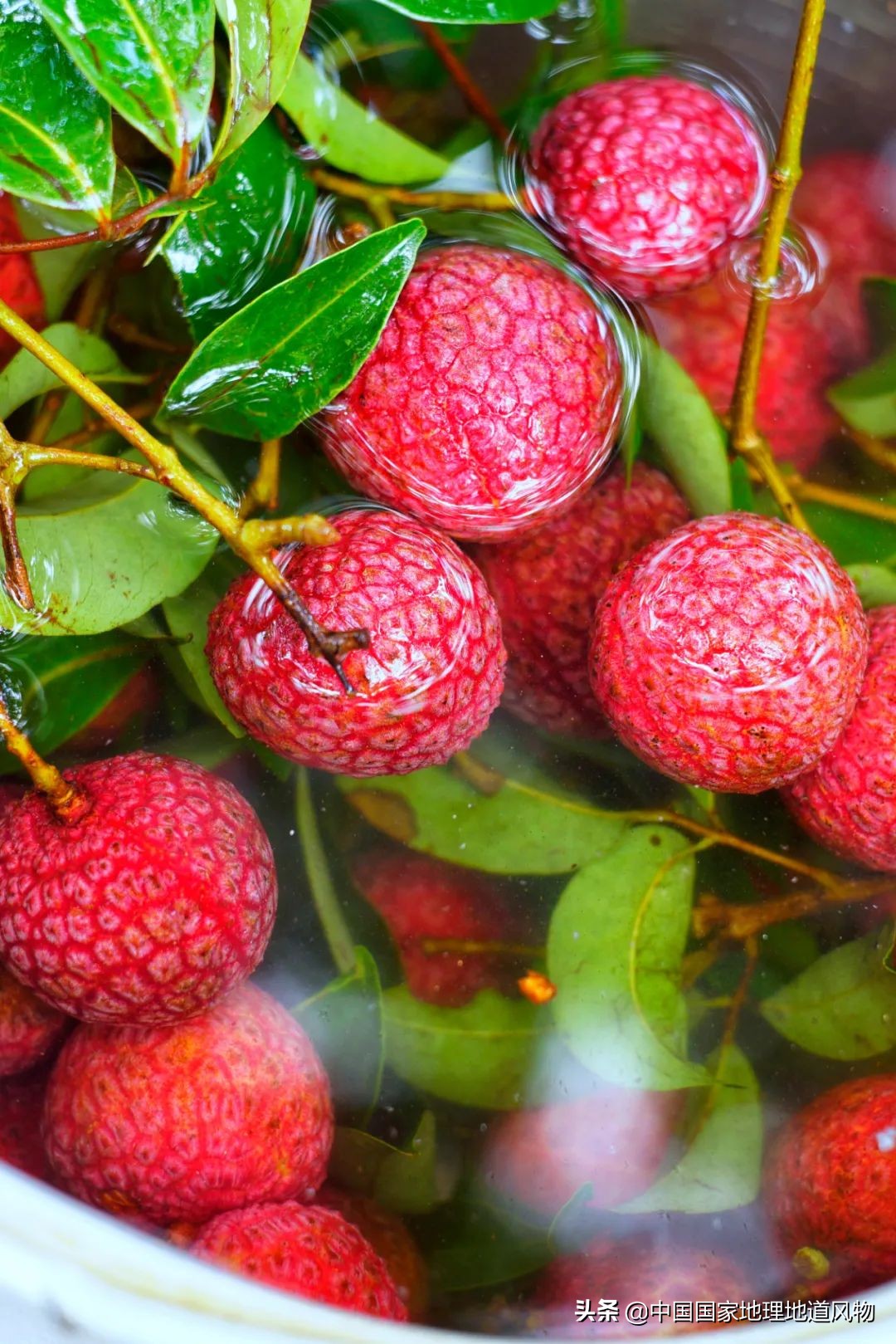 莆田荔枝龙眼枇杷,莆田的枇杷又大又甜