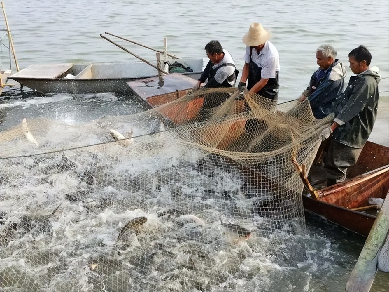 福建海边出现神秘金片，遭渔民哄抢一空，专家调查后：金片不简单