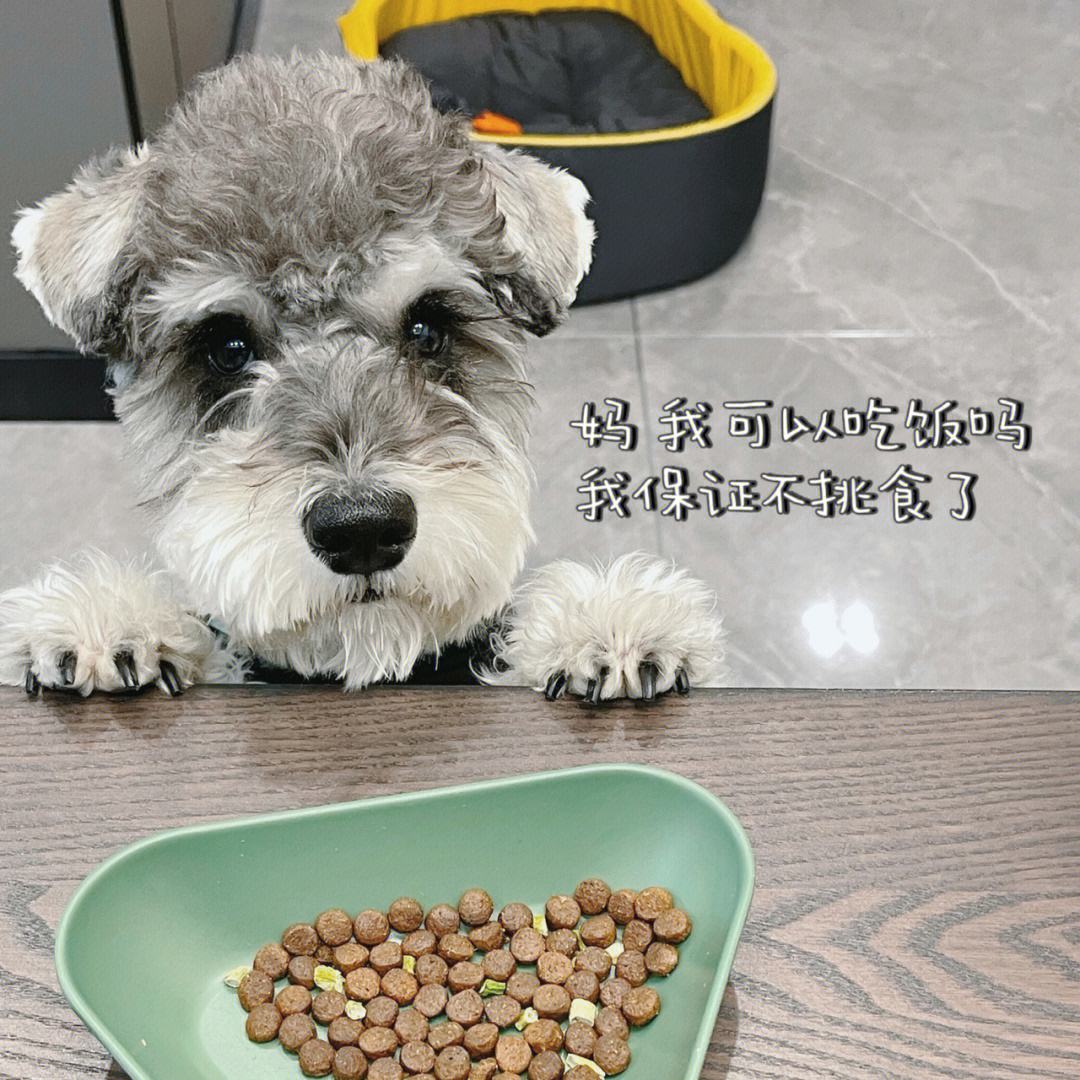 有洁癖的男生养什么狗狗,适合有洁癖的人养的狗狗