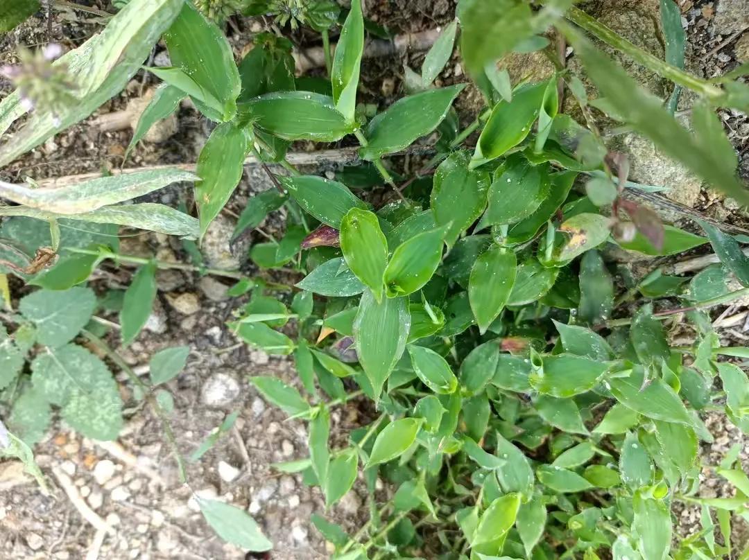 荩草是什么,荩草图片与用处