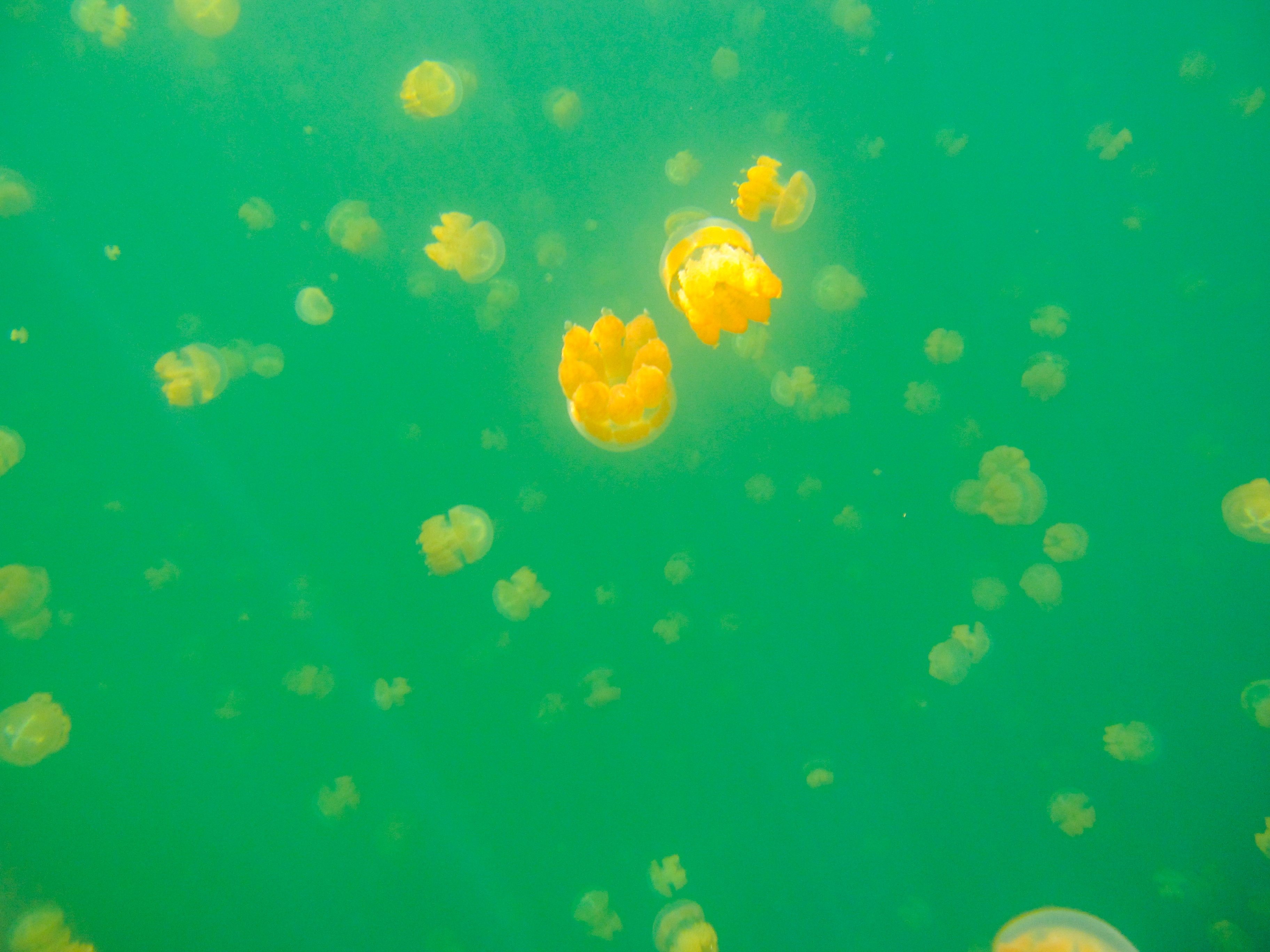 上帝的水族箱,上帝的鱼缸马尔代夫