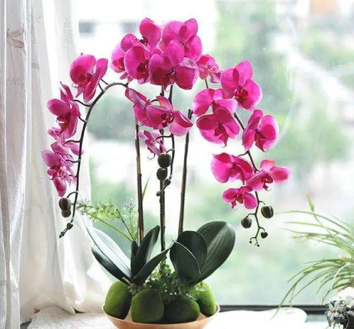 大红袍兰花是什么品种,兰花的品种什么最好