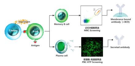 高灵敏度pcr检查乙肝dna,高灵敏度HBVDNA检测
