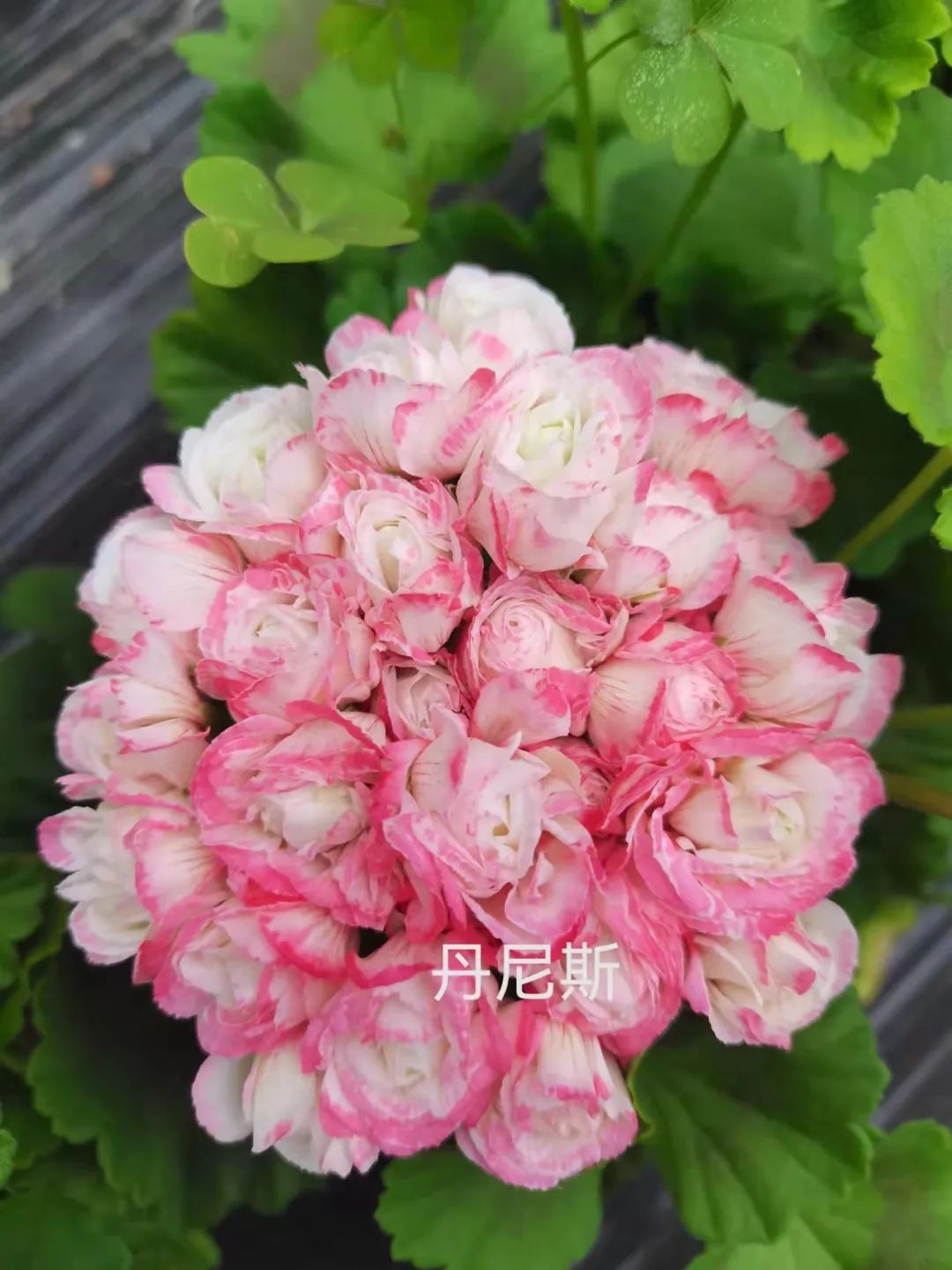 入门天竺葵的扦插方法图解,天竺葵扦插跟绣球扦插方法一样吗