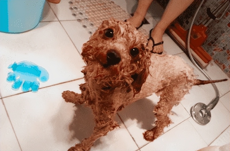 新手养公泰迪还是母泰迪,新手如何养泰迪