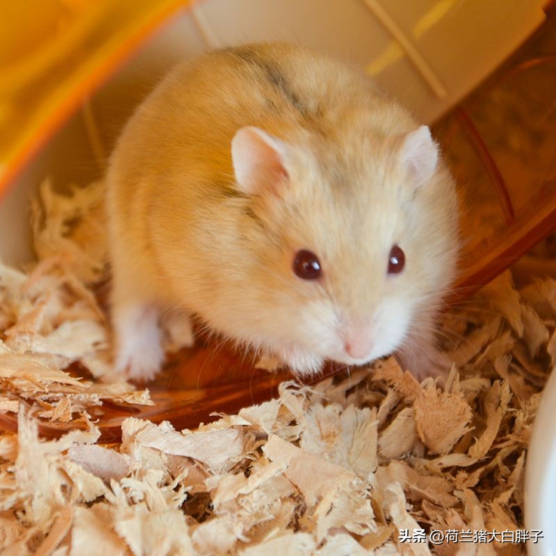 仓鼠饲养八大禁忌仓鼠吃什么蔬菜,饲养仓鼠的十大禁忌有哪些