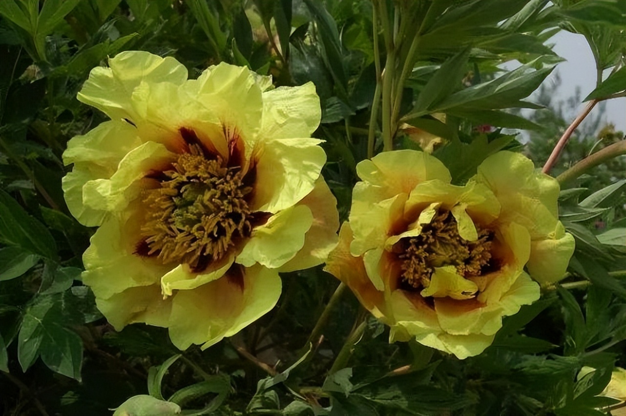 这个牡丹中的稀有品种，你知道是怎么培育出来的吗？