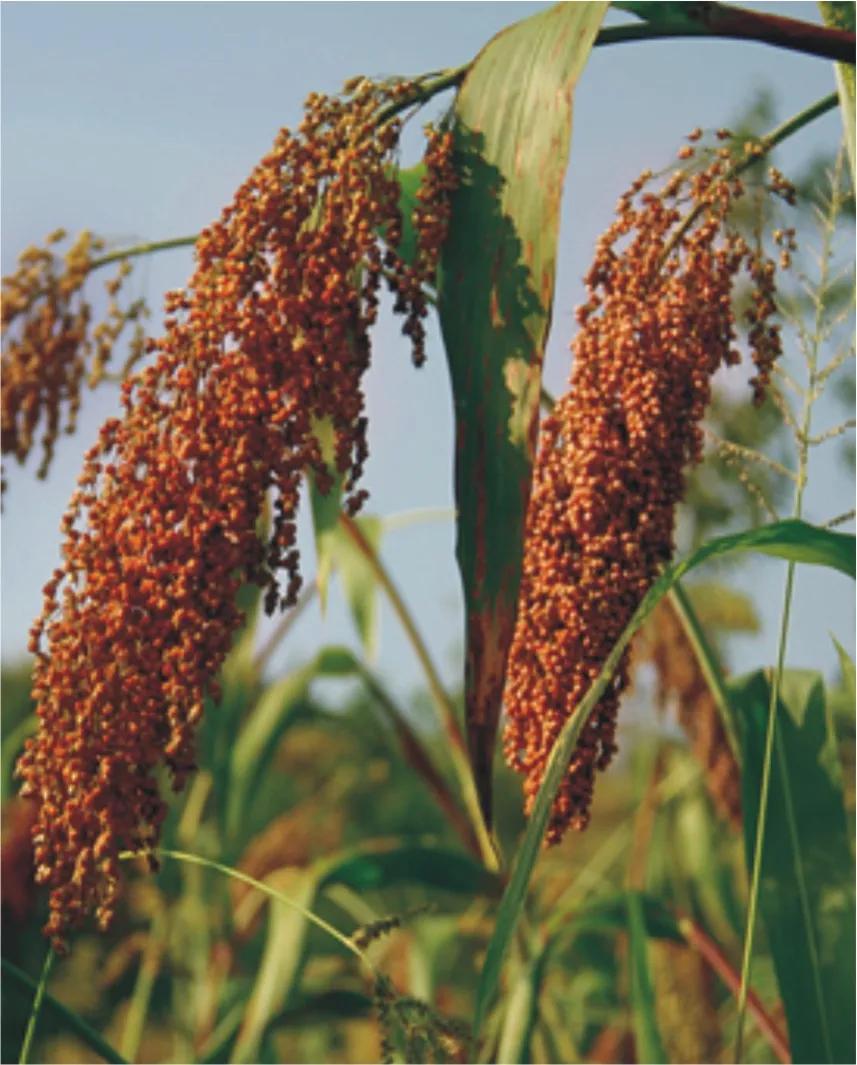 高粱种子图片大全,大片高粱成熟图片