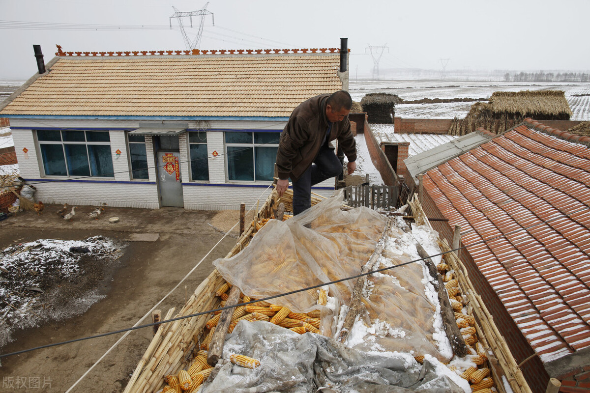 全国各地干玉米价格新行情,今日我国各地玉米价格及行情走势