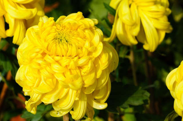 你知道花中四君子的来历吗,我们常说的花中四君子有哪些