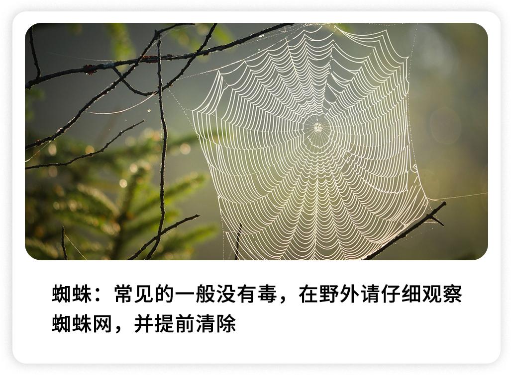 被哪种虫子咬了有个小孔,被什么昆虫咬了刺痛