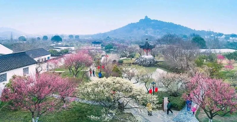 苏州人最钟情的赏梅圣地开花啦,中国赏梅好去处苏州赏梅花