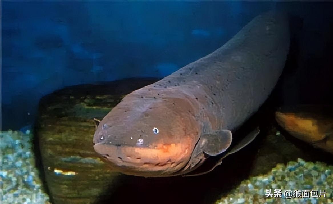亚马逊雨林生存100天,亚马逊雨林生存楚河