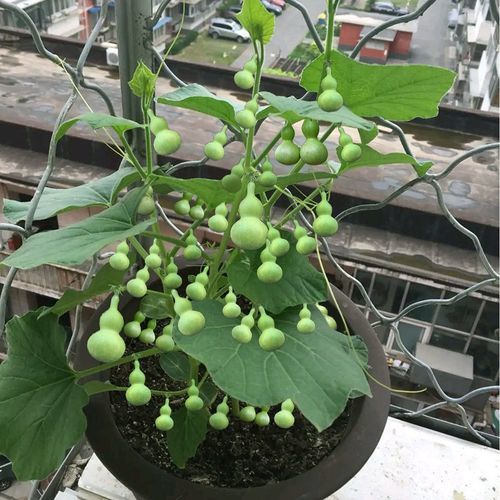 盆栽手捻葫芦种植时间和方法,室内种植手捻葫芦的最佳方法