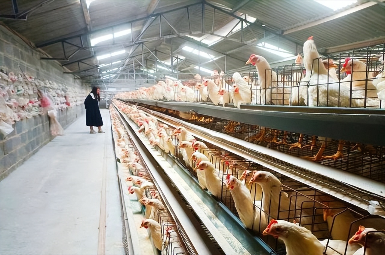 冬季蛋鸡饲养管理需要注意些什么,海兰褐商品代蛋鸡饲养管理手册