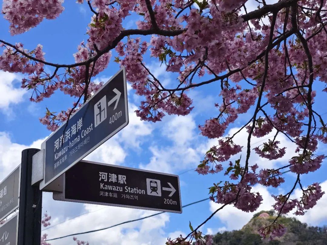 日本赏樱五日游攻略,日本河津樱游玩攻略