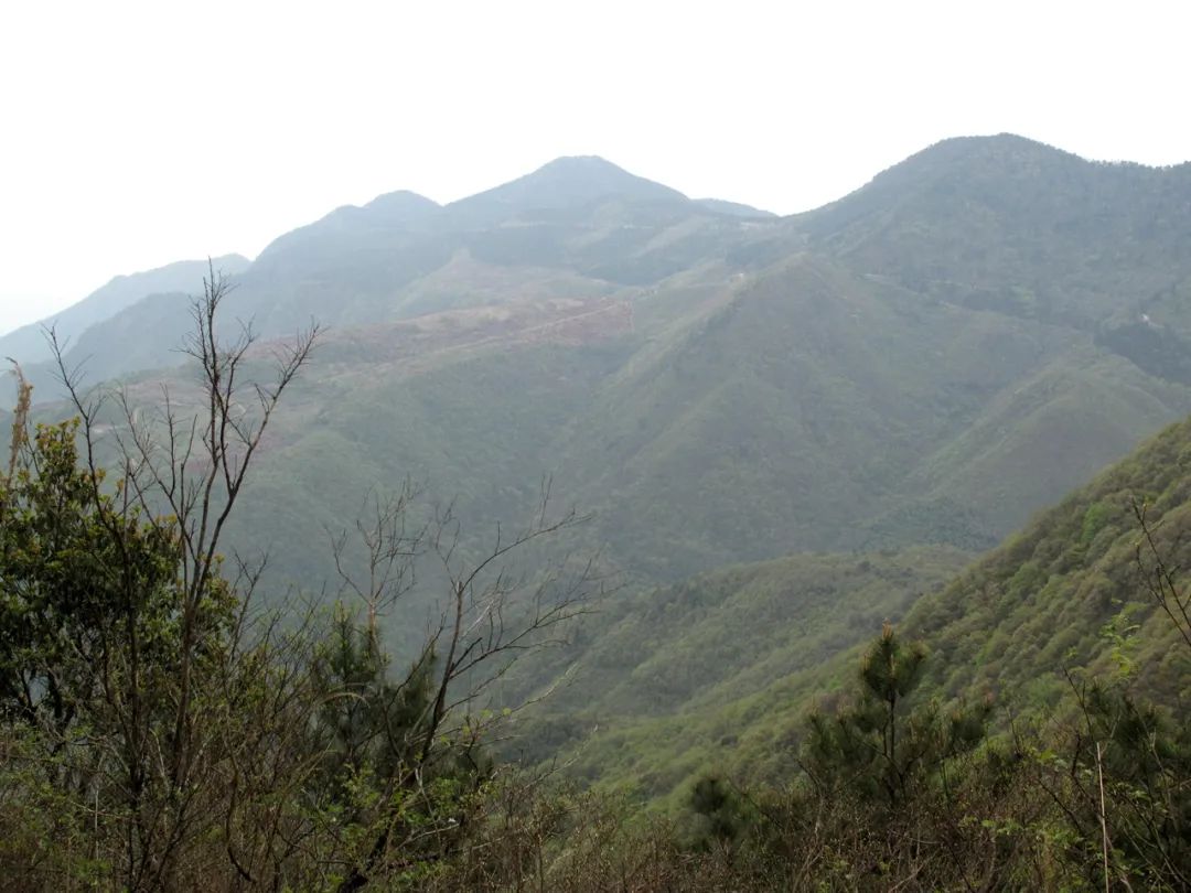 四明山华顶杜鹃,浙东华顶杜鹃群落