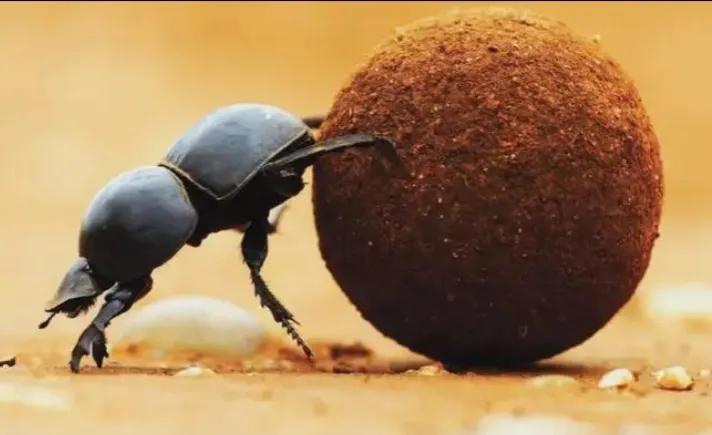 昆虫记研究过程的句子,昆虫记对万物的赞美句子