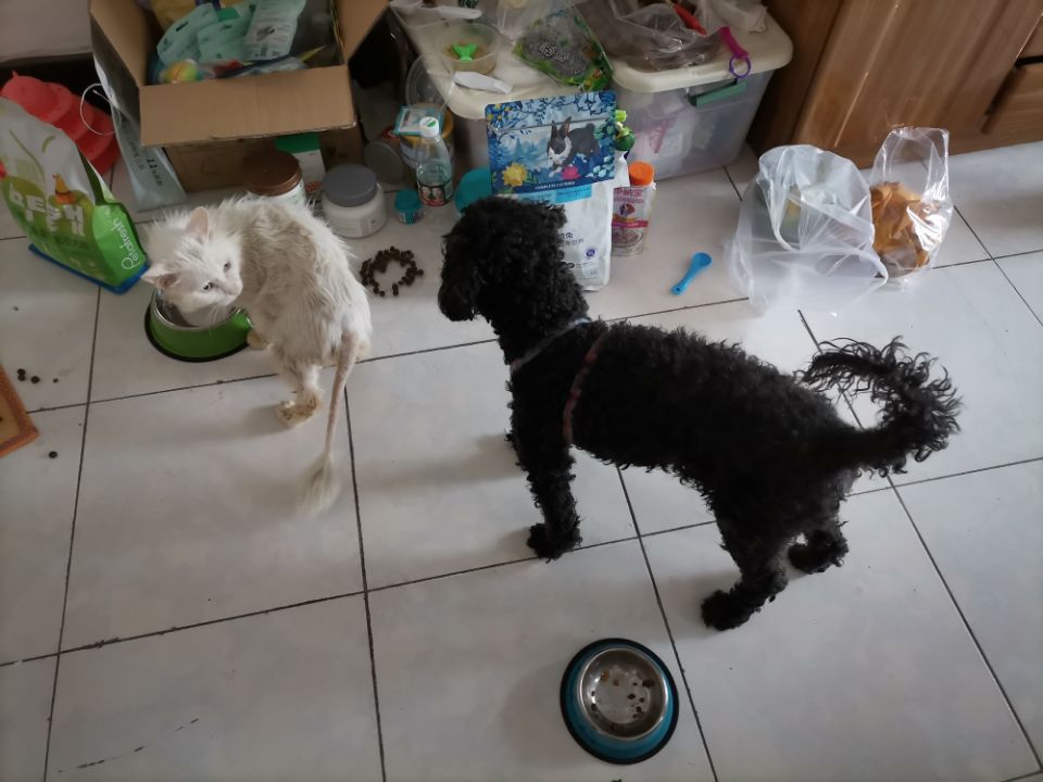 我的第二只猫咪图片,第二只猫来了第一只猫生气