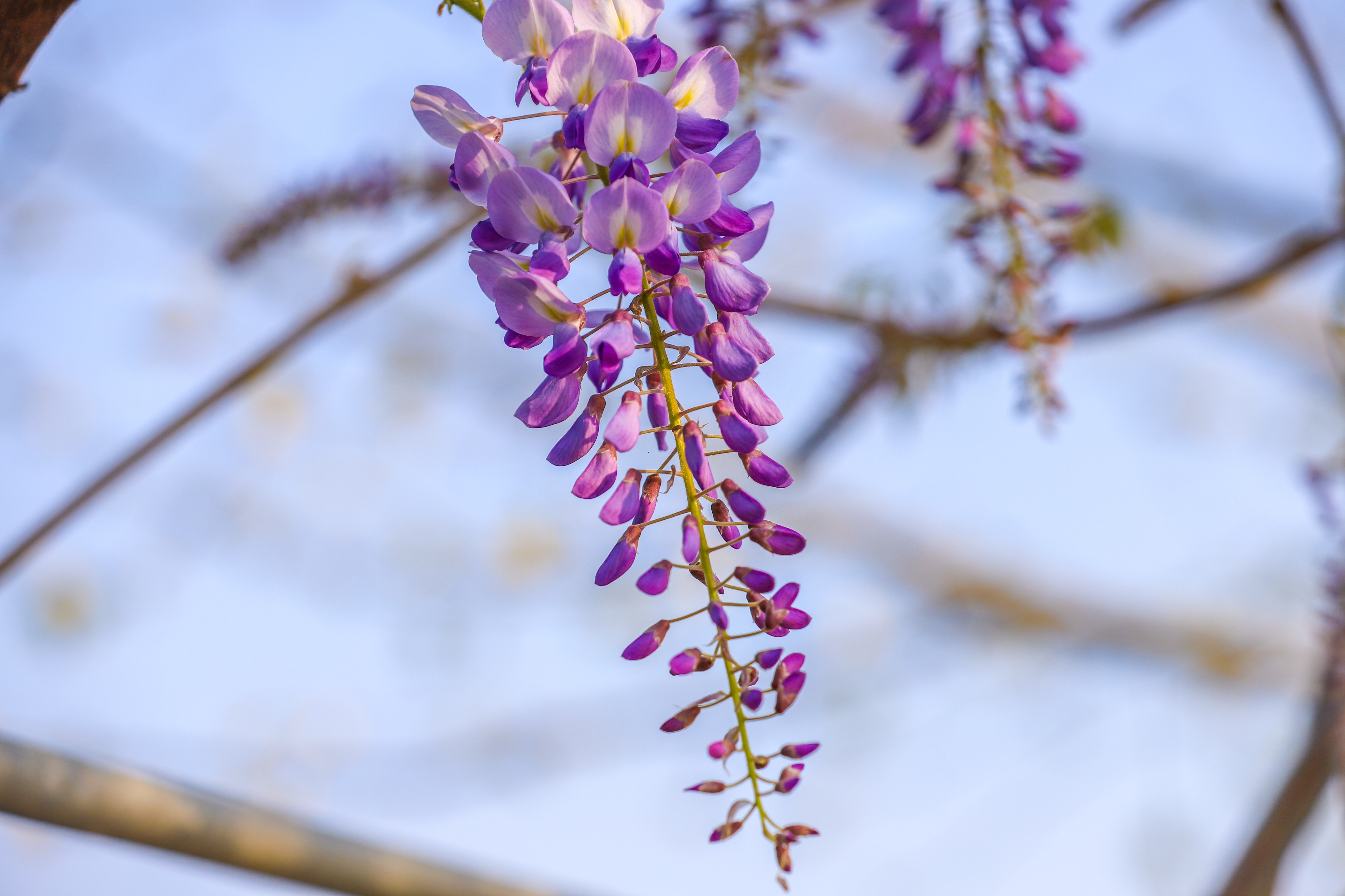 同心花海樱花航拍,踏青赏花邂逅一场浪漫樱花盛宴