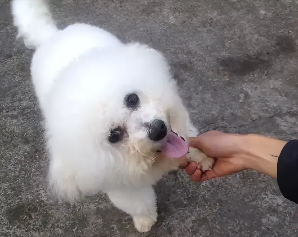 比熊犬的六个缺点是什么,比熊犬的优缺点及性格分析