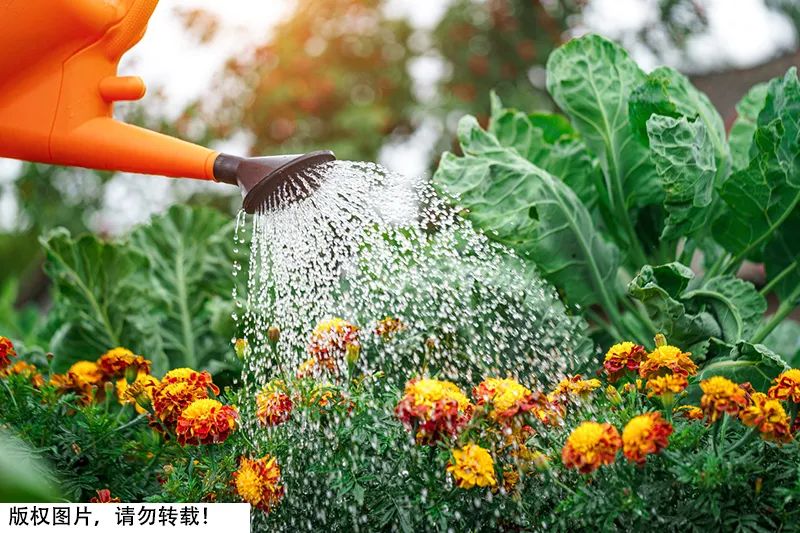 有毒植物夹竹桃,夹竹桃科植物都是有毒的吗