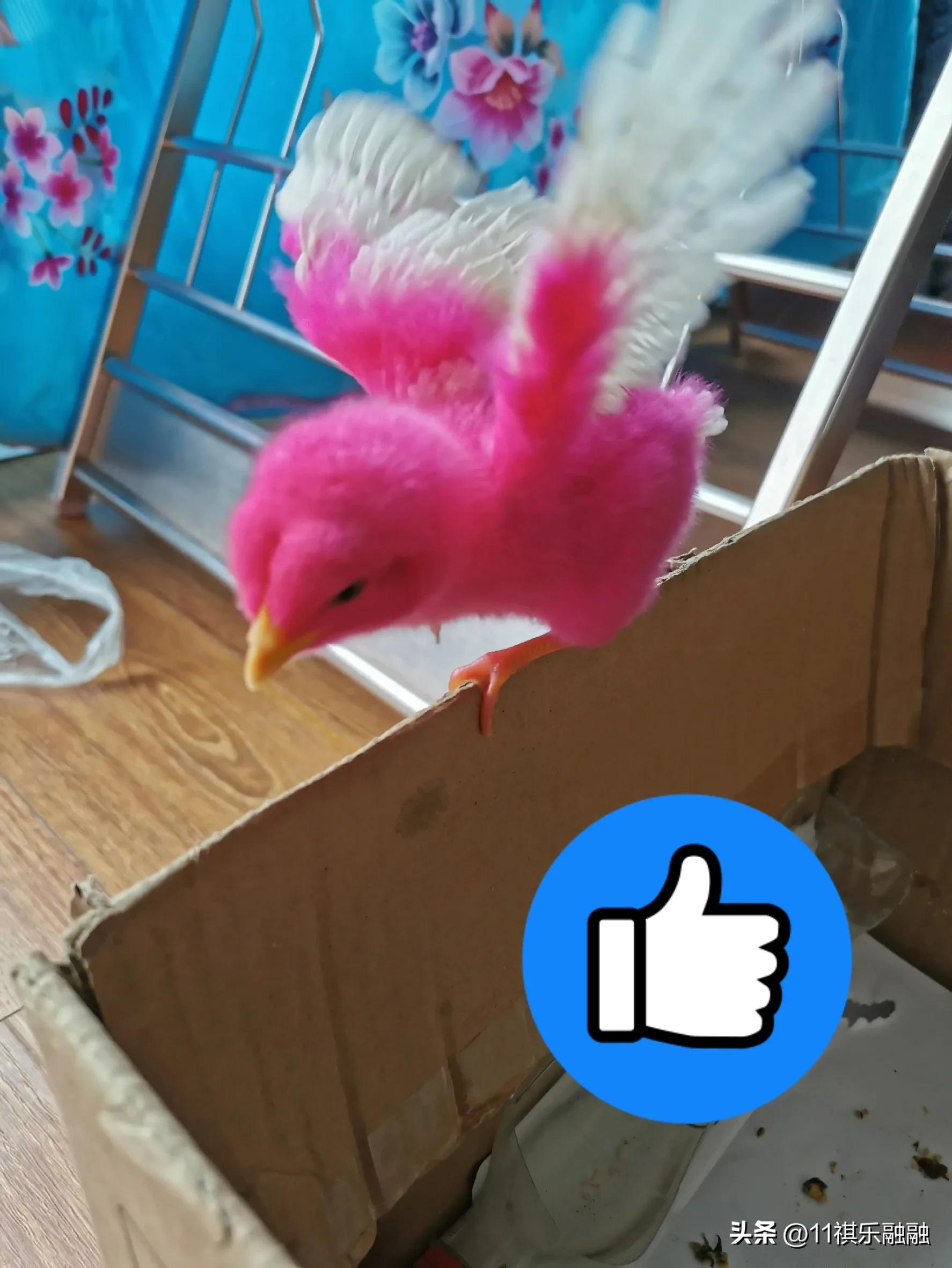 忙啊忙女声翻唱独唱完整版,忙啊忙原唱完整版歌词