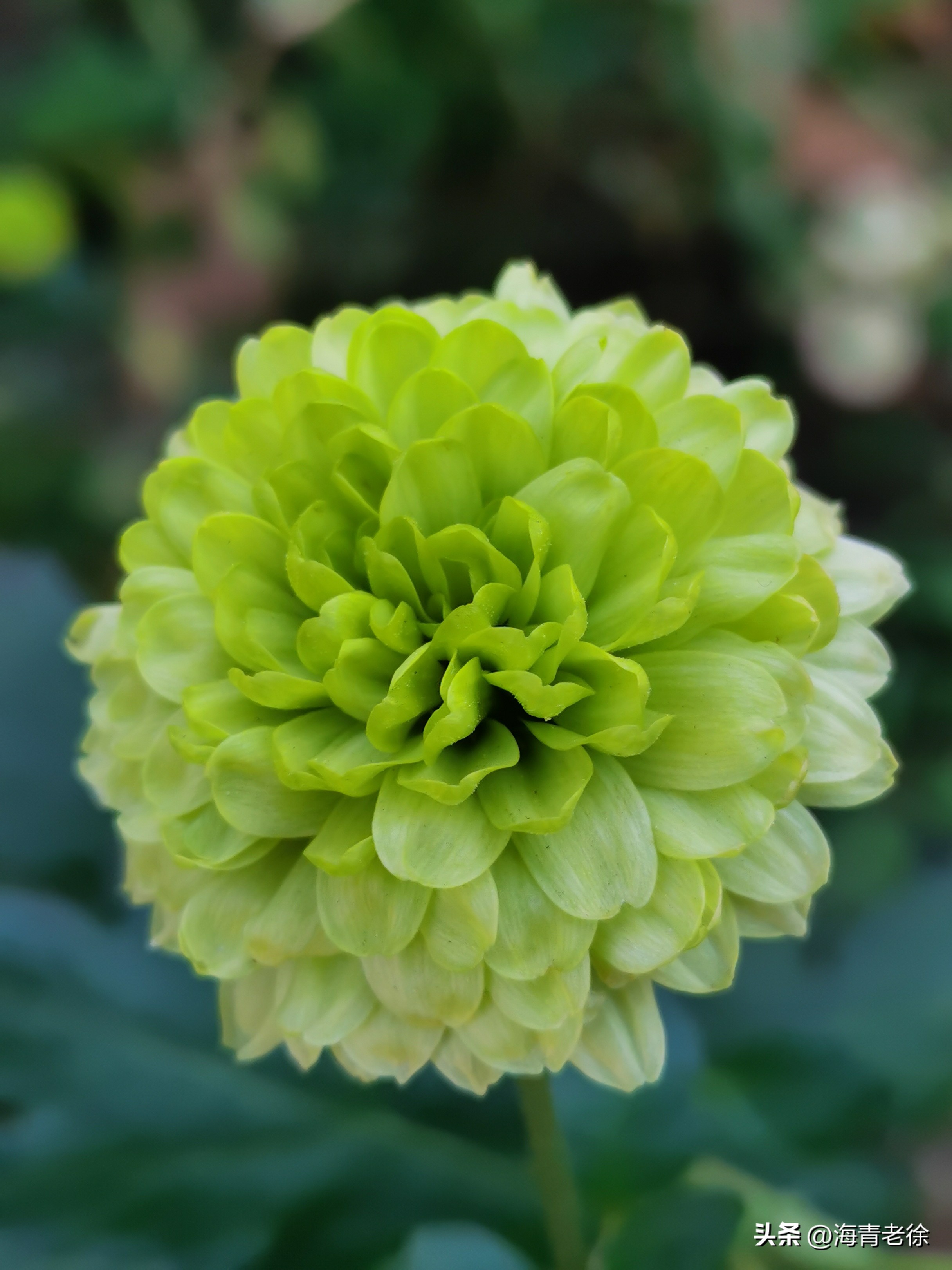 描写菊花凌霜绽妍的诗句,中国十大名花梅花图