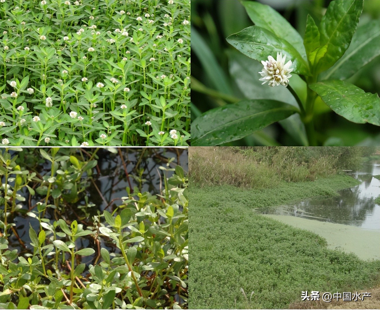 水生外来物种入侵防控工作方案,水生动物防疫