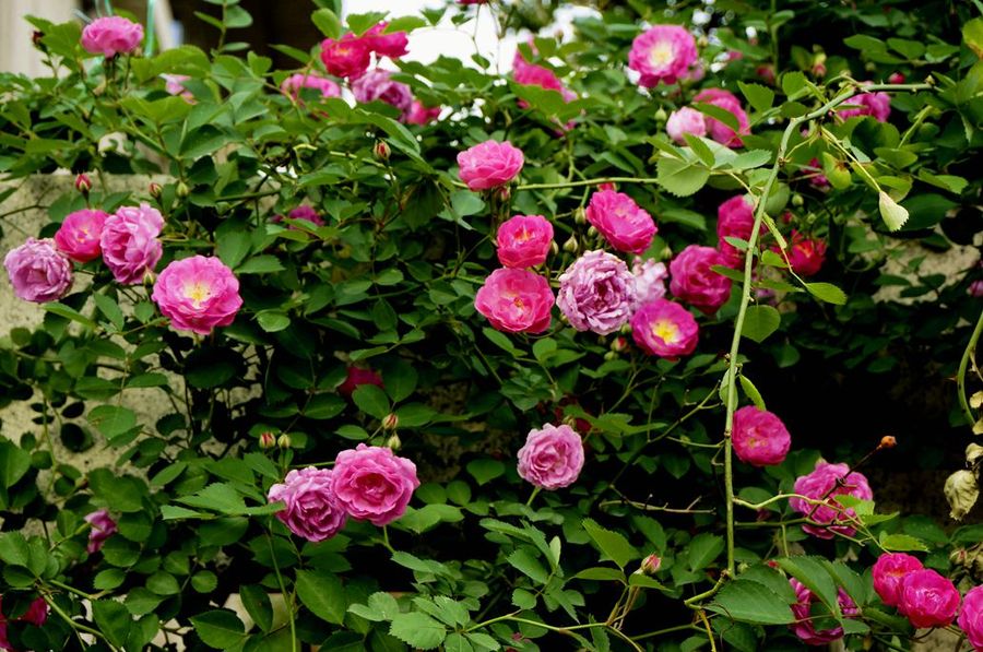 关于蔷薇花的唯美诗句有哪些,蔷薇花唯美的诗句